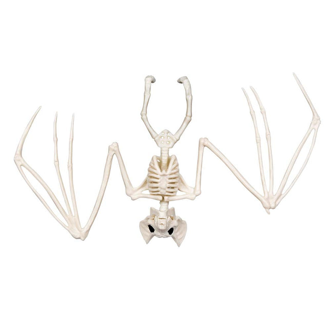 Halloween Chauve-souris Squelette 30cm