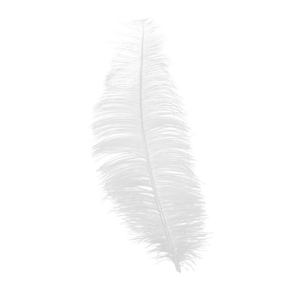 Plumes d'autruche blanches 30cm 12pcs