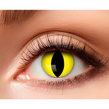 Lentilles de couleur jaune Chat