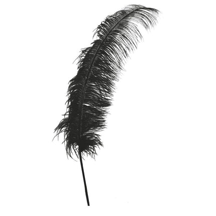 Plumes d'autruche noires 50cm 12pcs