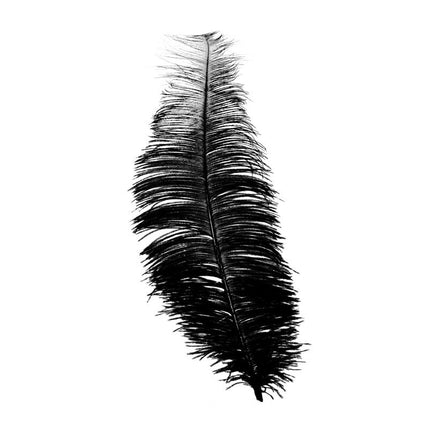 Plumes d'autruche noires 30cm 12pcs