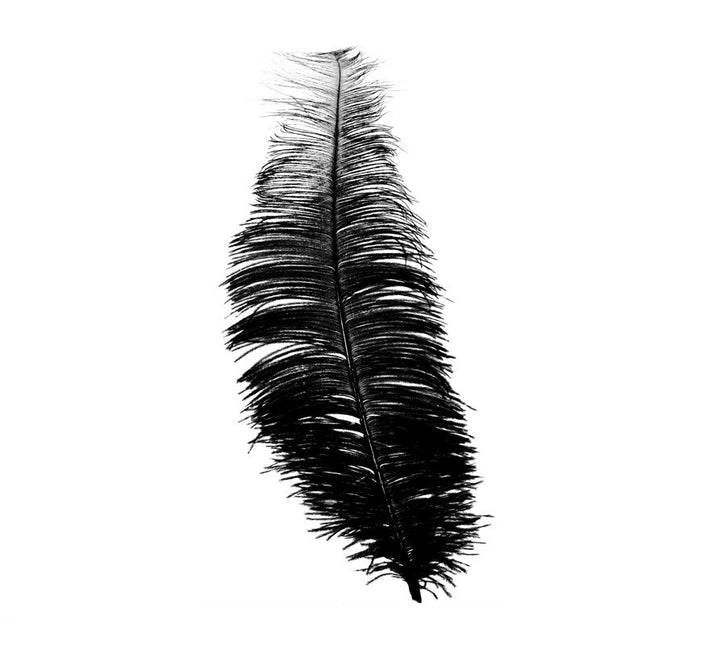 Plumes d'autruche noires 30cm 12pcs